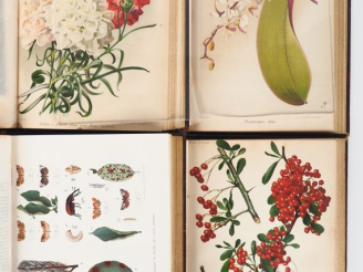 Vente aux enchères [BOTANIQUE]. REVUE HORTICOLE. Journal d’horticulture pratique. P., Lib