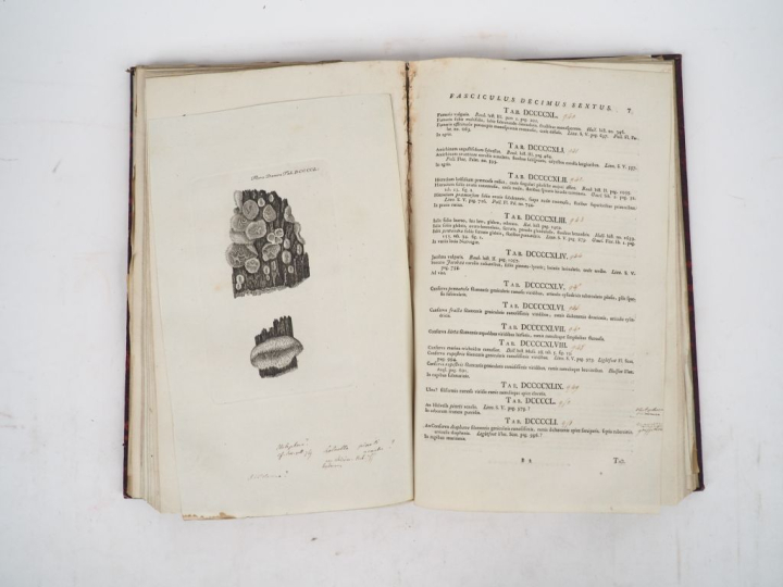 [BOTANIQUE]. OEDER (G. Ch.). ICONES PLANTARUM […] FLORAE DANICAE. Havn