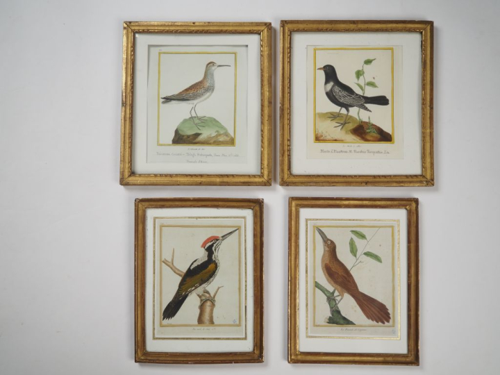 MARTINET (d'après).  8 gravures ornithologiques en couleurs. Signées.