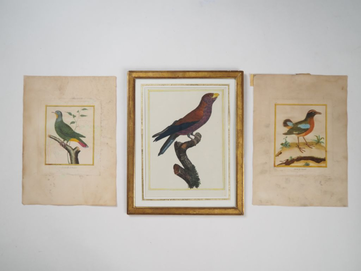 MARTINET (d'après).  8 gravures ornithologiques en couleurs. Signées.