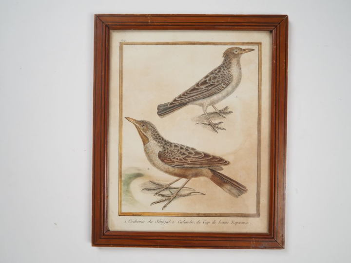 MARTINET (d'après).  8 gravures ornithologiques en couleurs. Signées.