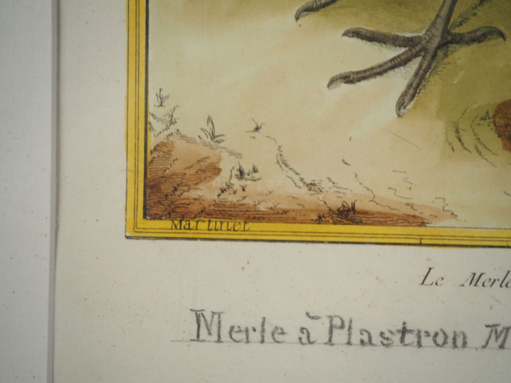 MARTINET (d'après).  8 gravures ornithologiques en couleurs. Signées.