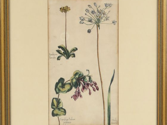 Suite de cinq gravures XVIIIème en couleurs représentant des plantes o