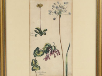 Vente aux enchères Suite de cinq gravures XVIIIème en couleurs représentant des plantes o
