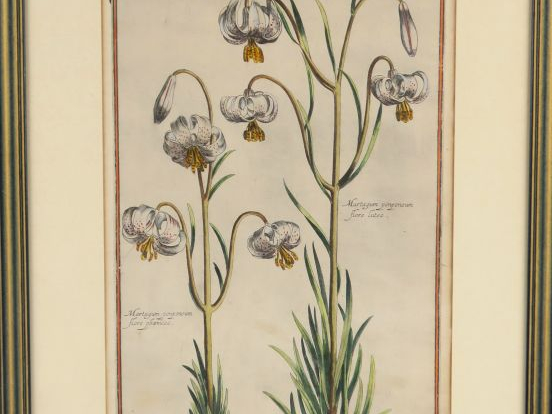 Suite de cinq gravures XVIIIème en couleurs représentant des plantes o