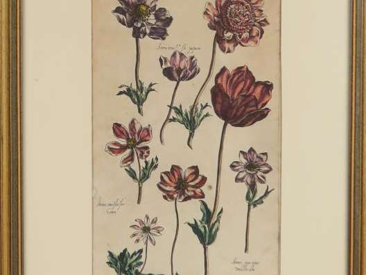 Suite de cinq gravures XVIIIème en couleurs représentant des plantes o