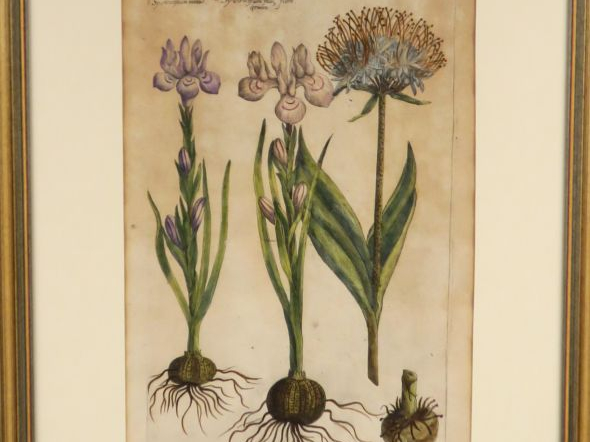 Suite de cinq gravures XVIIIème en couleurs représentant des plantes o