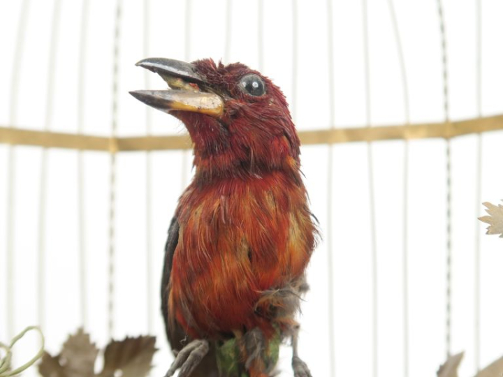 BONTEMPS. (attribué à)  Cage à trois oiseaux chanteurs bon état généra