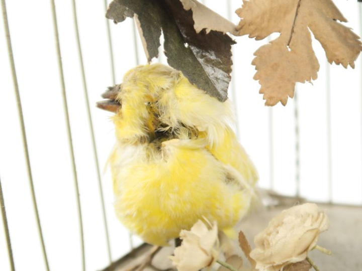 BONTEMPS. (attribué à)  Cage à trois oiseaux chanteurs bon état généra