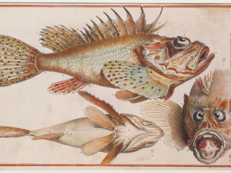 Vente aux enchères Deux différentes gravures en couleur tirées de l'Encyclopédie. Dim. (à