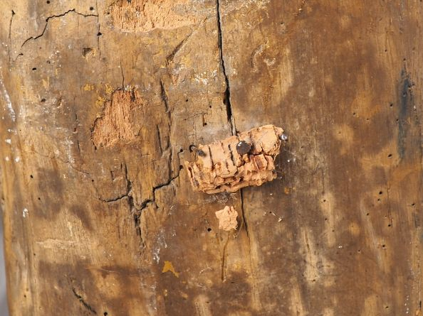 Sculpture fin XVIIIème début XIXème en bois. "Evêque orthodoxe". H. 10