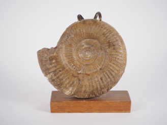 Vente aux enchères Ammonite.  Diam. 18 cm