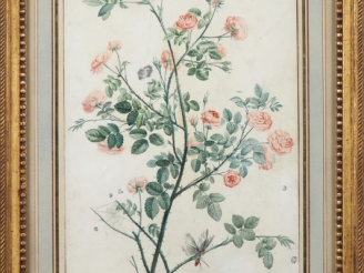 Vente aux enchères Maria Margaretha VAN OS. (attribué à) "le rosier pompon" Aquarelle Dim