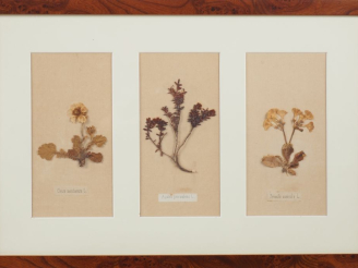 Vente aux enchères Trois encadrements, "herbiers", légendés. Dim. (encadrements). 29 x 45
