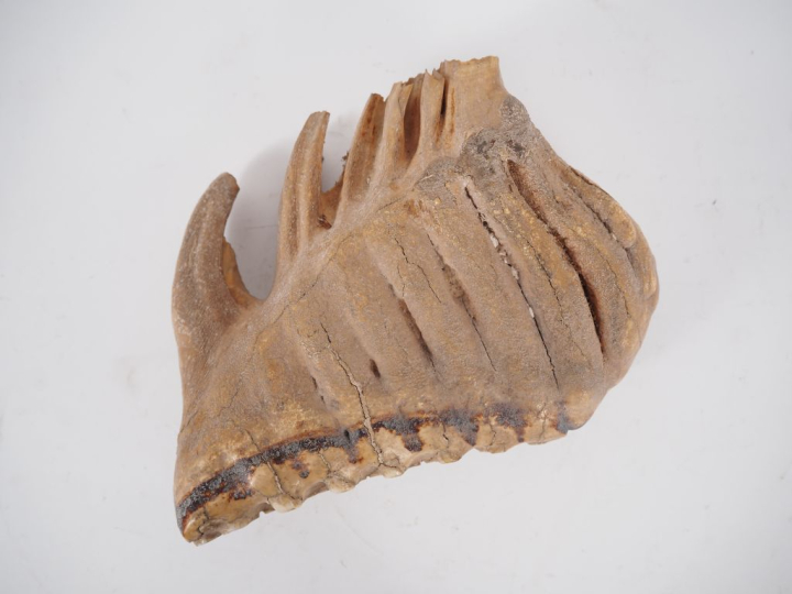 Ancienne dent d’éléphant.  H. 16 cm, L. 21 cm. Expert : Jean-Sylvain C