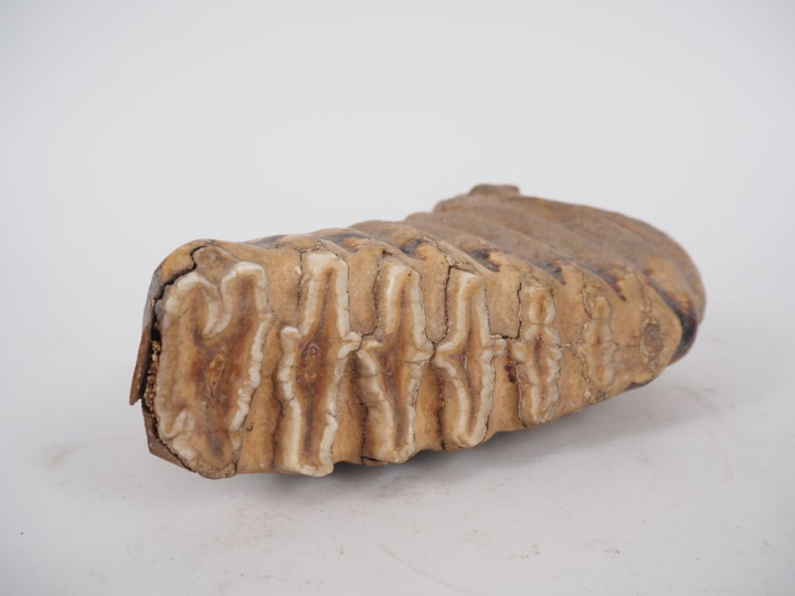 Ancienne dent d’éléphant.  H. 16 cm, L. 21 cm. Expert : Jean-Sylvain C