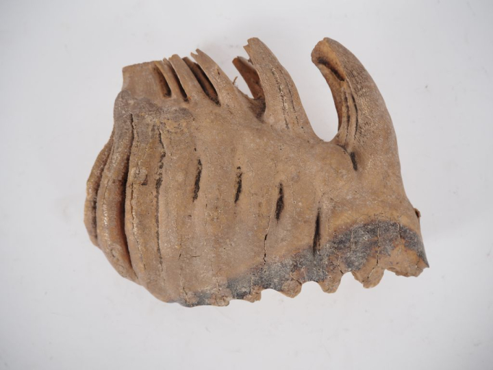 Ancienne dent d’éléphant.  H. 16 cm, L. 21 cm. Expert : Jean-Sylvain C