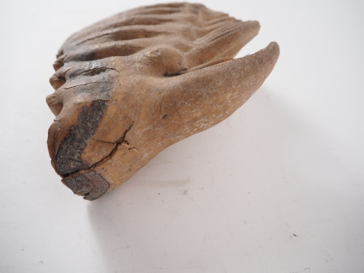 Ancienne dent d’éléphant.  H. 16 cm, L. 21 cm. Expert : Jean-Sylvain C