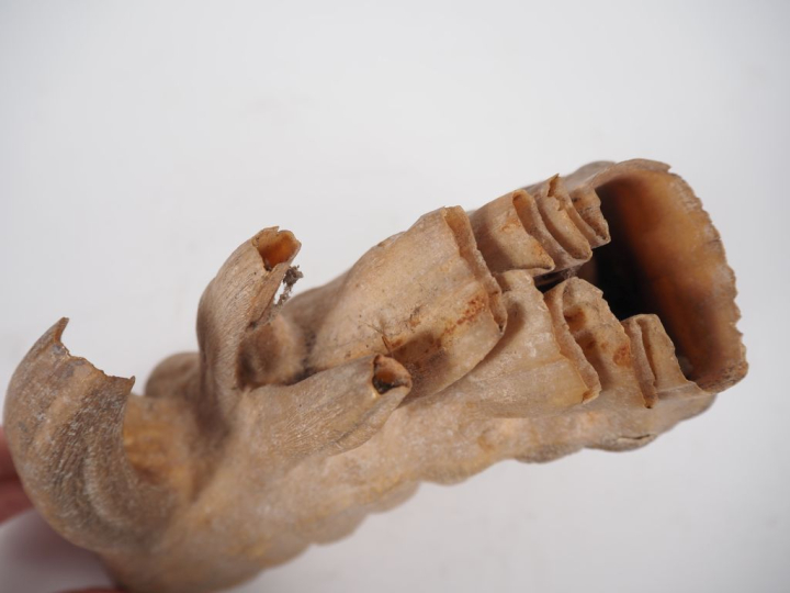 Ancienne dent d’éléphant.  H. 16 cm, L. 21 cm. Expert : Jean-Sylvain C