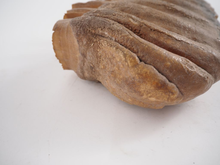 Ancienne dent d’éléphant.  H. 16 cm, L. 21 cm. Expert : Jean-Sylvain C