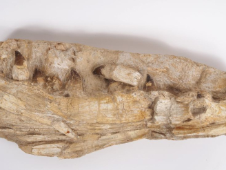 Vente aux enchères Fossile de mâchoire de Mosasaure, v. 70-65 millions d’années. 79 cm (c
