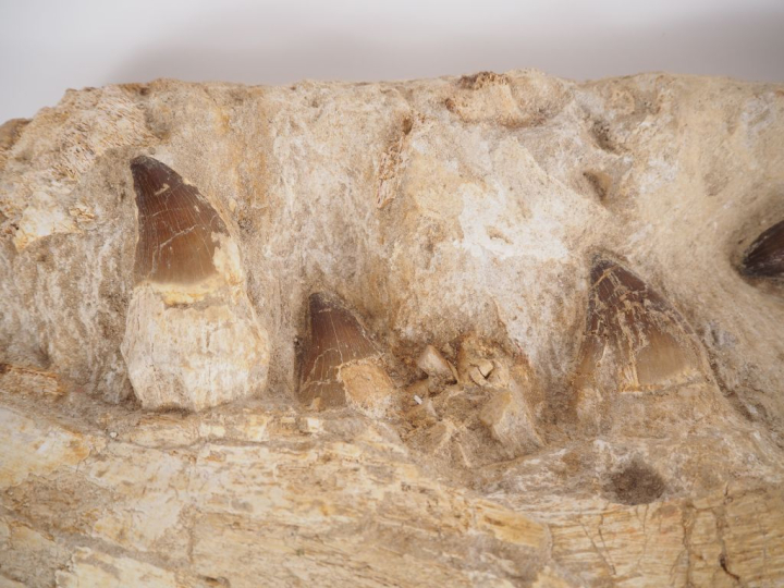 Fossile de mâchoire de Mosasaure, v. 70-65 millions d’années. 79 cm (c