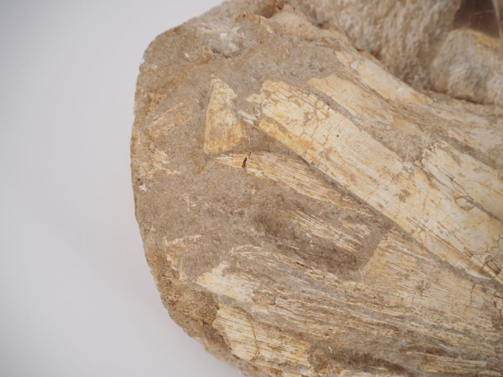 Fossile de mâchoire de Mosasaure, v. 70-65 millions d’années. 79 cm (c