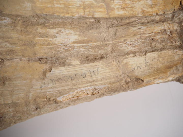 Fossile de mâchoire de Mosasaure, v. 70-65 millions d’années. 79 cm (c