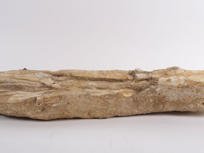 Fossile de mâchoire de Mosasaure, v. 70-65 millions d’années. 79 cm (c