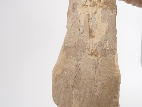 Fossile de mâchoire de Mosasaure, v. 70-65 millions d’années. 79 cm (c