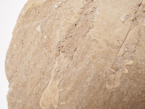 Fossile de mâchoire de Mosasaure, v. 70-65 millions d’années. 79 cm (c