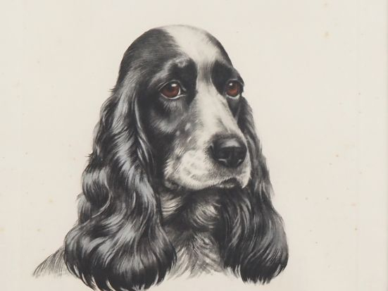 Léon DANCHIN.  "cocker" Lithographie