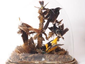 Vente aux enchères Groupe Napoléon III de six oiseaux naturalisés , sous globe.