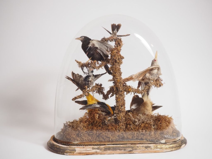 Groupe Napoléon III de six oiseaux naturalisés , sous globe.